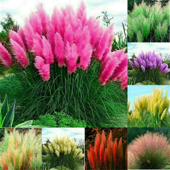 100  Pcs Pampas Mix Color Grass Seeds Cortaderia selloana Seeds Rare Plants Decor Garden