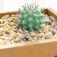 thumbnail image 1 of DIY Artificial Succulent Flocked Plant Fake Cactus Lotus Home Garden Decor, 1 of 1