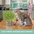 thumbnail image 6 of The Cat Ladies Organic Cat Grass Kit 3 Count, BPA-Free Pots with Locally Sourced Seeds, Easy to Grow and Pet Safe, 6 of 7