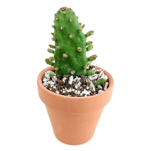 Joseph's Coat Cactus Opuntia Monacantha (4"  Clay Pot) - Unique Shaped Cactus - Live Heathy Easy to Care Cactus for Beginners
