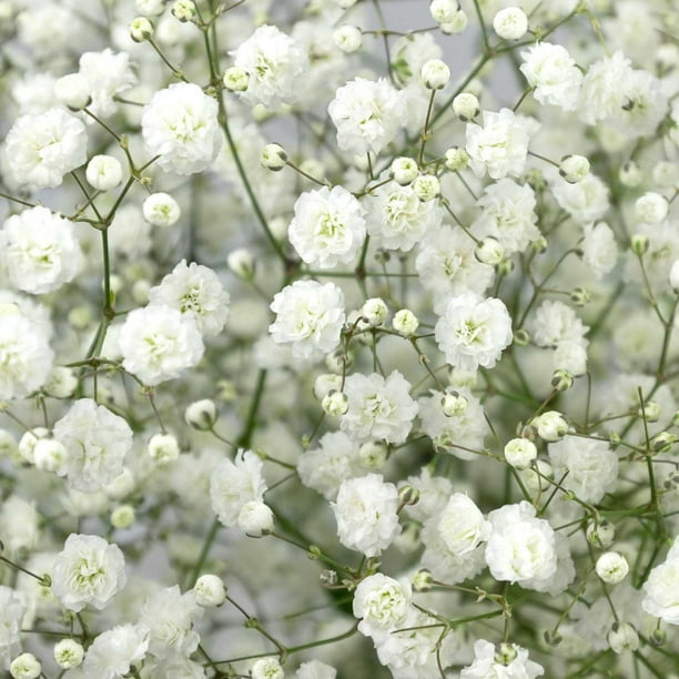 Member's Mark Premium Gypsophila, color and variety may vary
