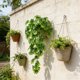 thumbnail image 4 of Plantas colgantes artificiales de Monstera | Guirnalda de hiedra verde artificial para colgar en la pared | Hojas de Monstera artificiales para decoración de interiores y exteriores, 4 of 7