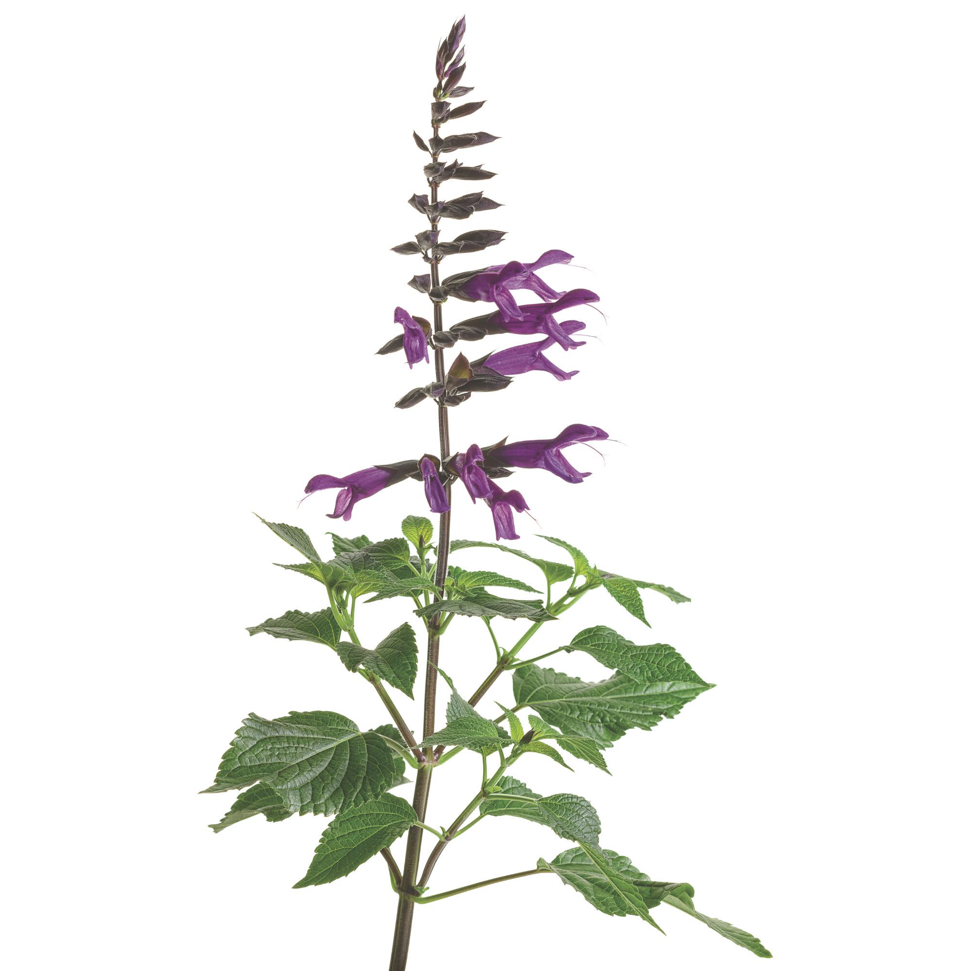 Proven Winners 8" Rockin' Deep Purple Salvia Live Plant in 6.5" Pot