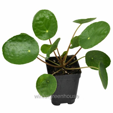 Pilea Peperomioides, Chinese Money Plant - Pot Size: 3" (2.6x3.5") - Houseplants, Plants