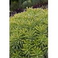 thumbnail image 3 of Better Homes & Gardens 2QT Multicolor Euphorbia Ascot Rainbow Live Perennial Plant Partial Sun, 3 of 6