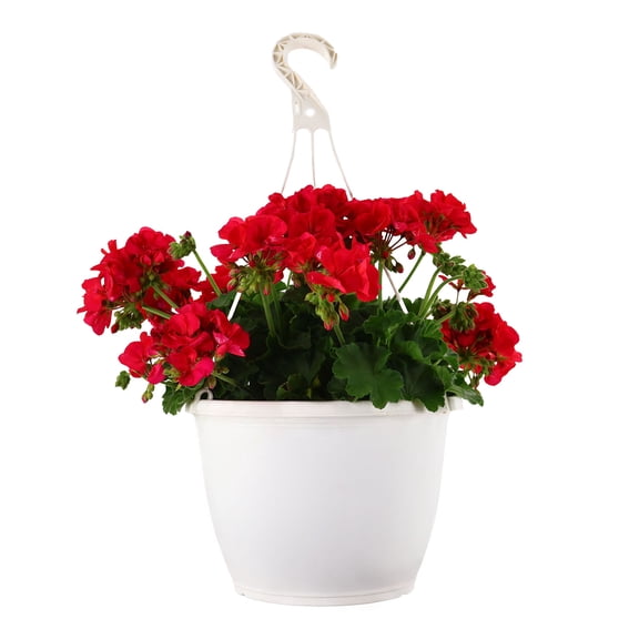 Expert Gardener 15" Red Zonal Geranium Live Plants in 7" Hanging Basket Full Sun