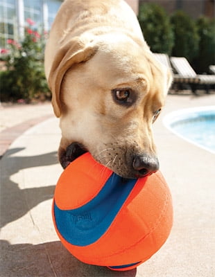 chuckit kick fetch ball