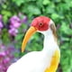thumbnail image 4 of Pájaros Realistas Con Plumas Figuras De Animales Realistas Para La Decoración Del Jardín Casero - 10 Estilos Pájaros - # 7 Ibis con cresta roja Ibis crestado rojo Sunnimix Estatua animal realista, 4 of 8