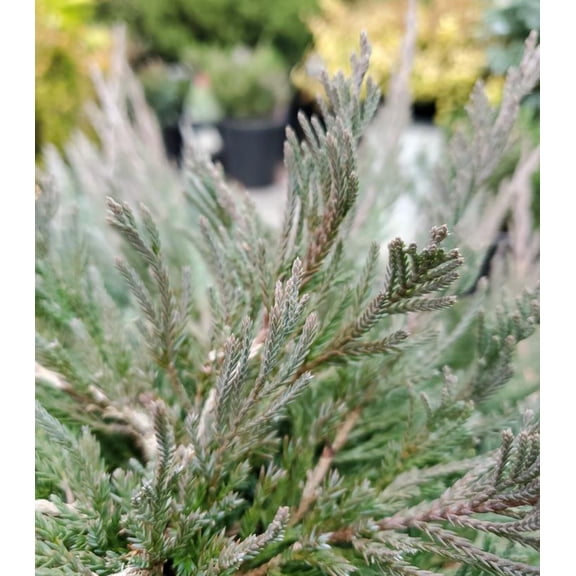 Bar Harbor Creeping Juniper