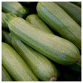 thumbnail image 3 of Everwilde Farms - 40 Gray Zucchini Summer Squash Seeds - Gold Vault Seed Packet, 3 of 5