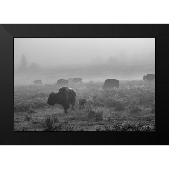 The Yellowstone Collection 14x11 Black Modern Framed Museum Art Print Titled - Bison in the fog, Swan Lake Flat, Yellowstone National Park