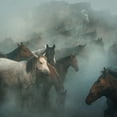 thumbnail image 2 of Taskin, Huseyin 20x20 Black Ornate Wood Framed with Double Matting Museum Art Print Titled - Lost Horses, 2 of 4
