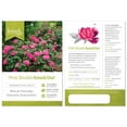 The Pink Double Knock Out® Rose Live Plant with Bright Pink Blooms (1