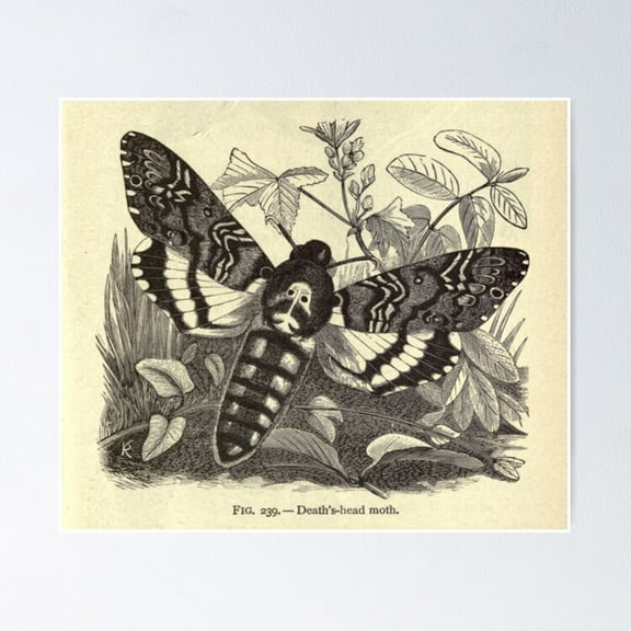 Poster Death'S-Head Moth - No Framed, Vintage Wall Art, Trendy Retro Print, Positive Quote Poster, Room Decor, Wall Art, Poster Only