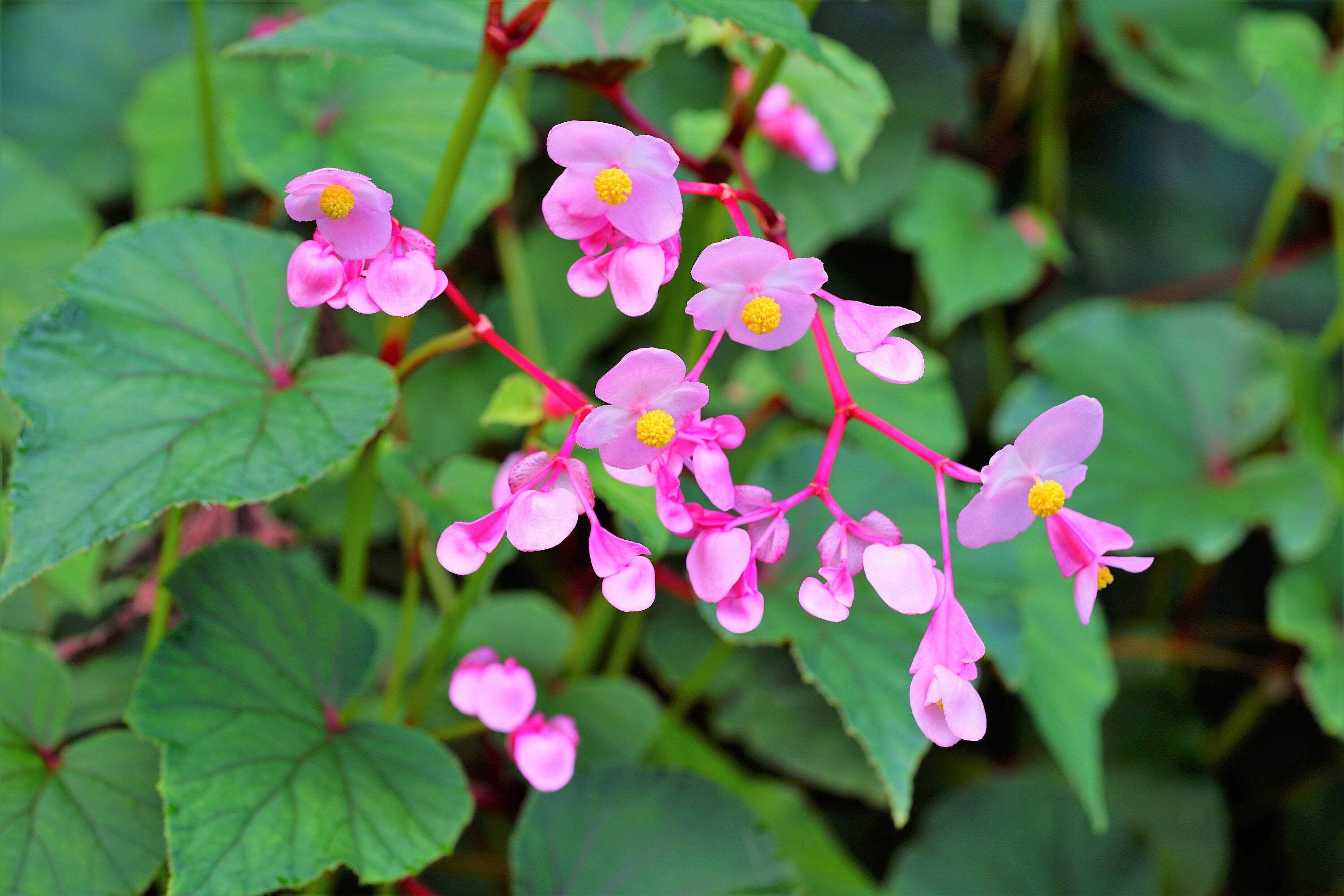 500 BULK HARDY BEGONIA Grandis Rose Pink Perennial Sun - Shade Flower Seeds