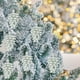 thumbnail image 1 of 6pcs Christmas Tree Pinecone Ornaments Plastic Painting Pinecone Christmas Decorations Christmas Tree Decoration Pendant, Pinecone Ornaments Christmas Tree Decorations, Hand-painted Plastic Pinecone, 1 of 9