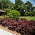 thumbnail image 3 of Brighter Blooms - Crimson Fire™ Loropetalum Shrub, 3 gal - No Shipping to AK, AZ, HI, 3 of 3