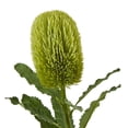 thumbnail image 2 of Hill Interiors Banksia Serrata Artificial Flower, 2 of 4