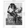 thumbnail image 5 of Art.com Chimpanzee Reading Newspaper Photographic Print by Bettmann, White Frame Wall Art, 32" x 40", 5 of 5
