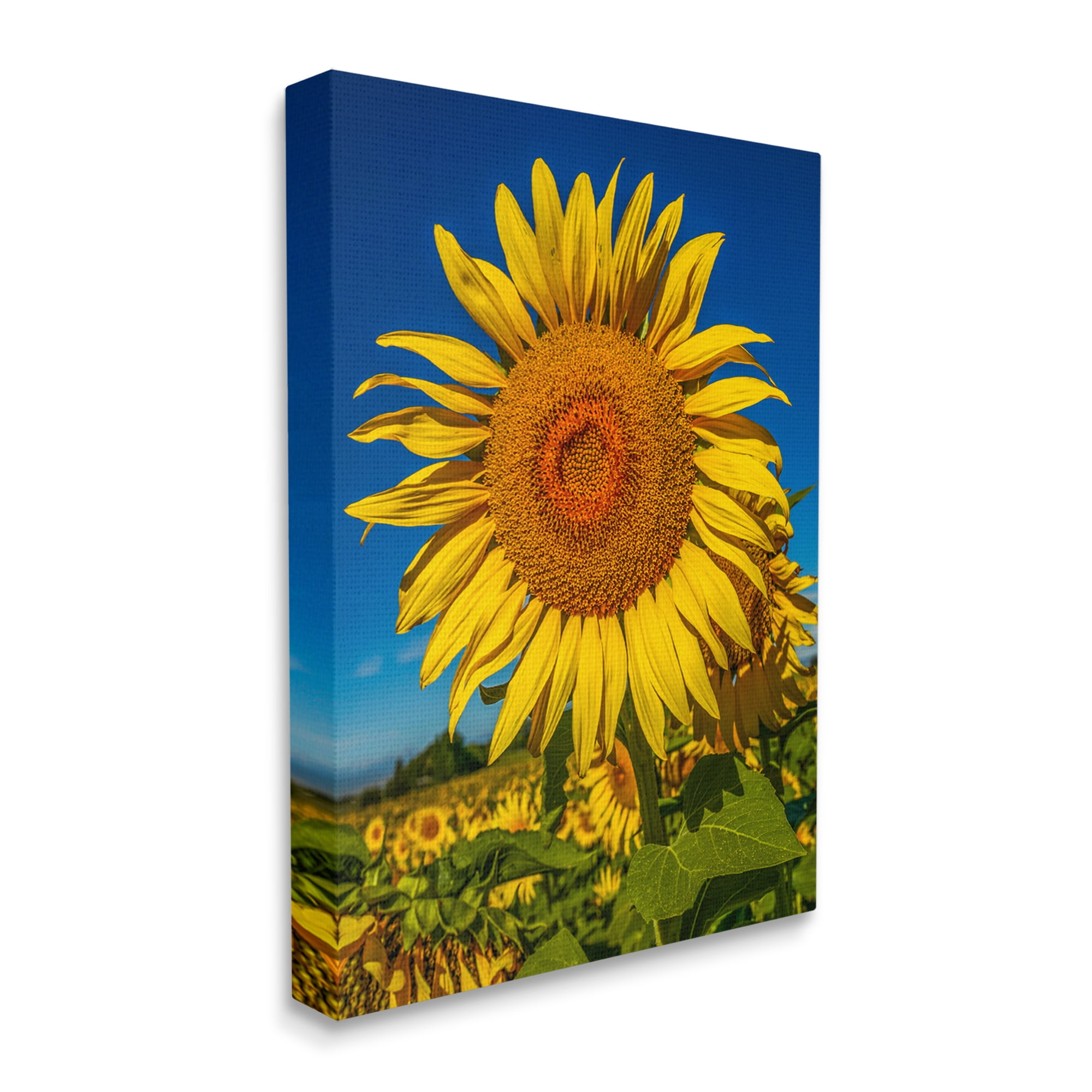 Stupell Industries Summery Sunflower Plant Blooming Summertime Clear Sky Photograph Gallery Wrapped Canvas Print Wall Art, Design by Steve Smith