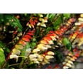 thumbnail image 3 of 10 FIRECRACKER VINE Flower Mina Lobata Exotic Love Spanish Flag Ipomoea Seeds, 3 of 11