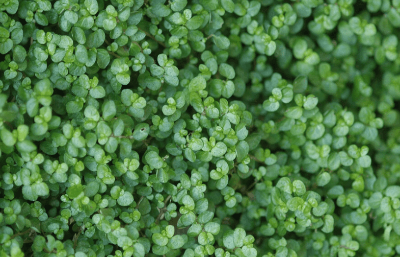 Dwarf Baby Tears Live Aquarium Plant Bundle – Hemianthus Callitrichoides Cuba HC Carpet for Freshwater Aquascaping