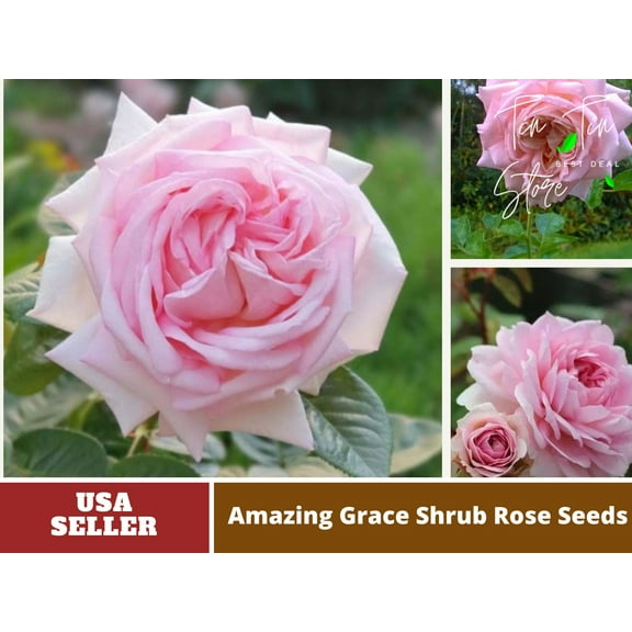 30 Rare Seeds-Amazing Grace Shrub Rose Seeds#1036-Authentic Seeds-Flowers-Seeds-Rose seed-Herb seed-Vegetable Seeds-Mix Seeds for Plant-B3G1