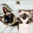 thumbnail image 3 of Toalla de mano AGRIMONY Cat Funny para baño y cocina - Cute D, 3 of 7