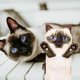 thumbnail image 3 of Toalla de mano AGRIMONY Cat Funny para baño y cocina - Cute D, 3 of 7