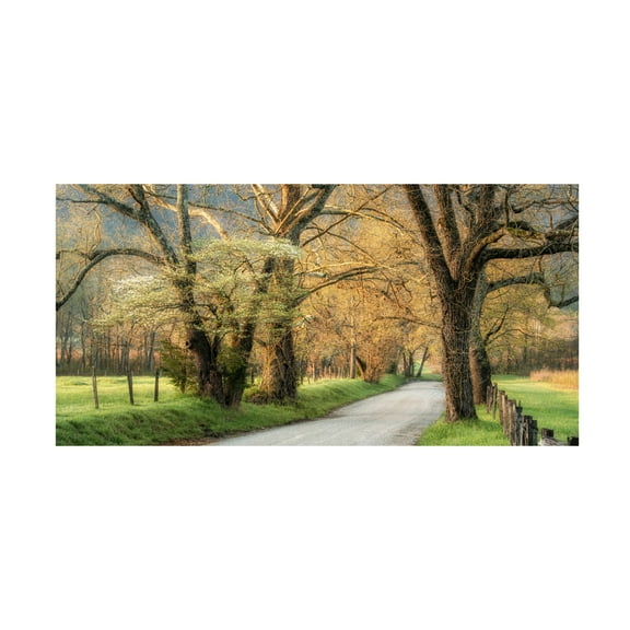 Canvas Wall Art - Danny Head 'Dogwoods' Wall Art for Living Room, Bedroom, or Office Décor by Trademark Fine Art - 24 x 12 Inches