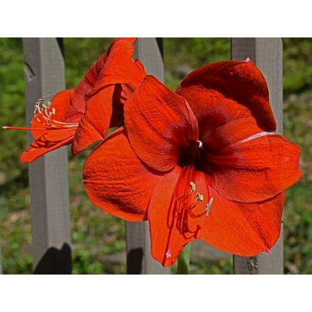 - LAMINATED POSTER Bloom Red-hot Amaryllis Blossom Plant Bulb Flower Poster Print 24 x 36