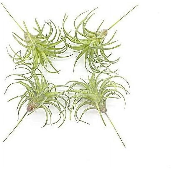 4 Pack Artificial Succulent Plants Flocked Air Plants Grass Faux Flocking Tillandsia Air Plants Bromeliads for Home Garden Decor Terrarium Project Fake Artificial Plants Arrangement 4 Pack Flocking 4