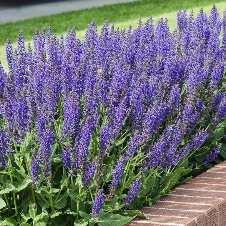 Van Zyverden Salvia May Night Set of 3 Plant Roots Purple