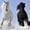 Winter Friesian Horses, variant on Elephant Stock Winter Friesian Horses Wall Art - Horizontal Canvas Wall Art - Living Room Wall Decor - Animal Canvas - Black And White Decor - 12" x 8"