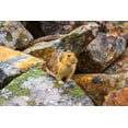 thumbnail image 2 of Bishop, Russ 32x23 White Modern Wood Framed Museum Art Print Titled - American Pika-Ochotona princeps-Jasper National Park-Alberta-Canada, 2 of 4