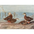 thumbnail image 2 of Allan Brooks 18x14 Black Ornate Wood Framed Double Matted Museum Art Print Titled - Florida Dusky Duck, Mexican Duck (1922-1926), 2 of 5