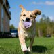 thumbnail image 1 of Juguete de goma durable del rompecabezas del perro con el juego interactivo de la masticación del dispensador del tenis para los perros grandes medios, 1 of 4