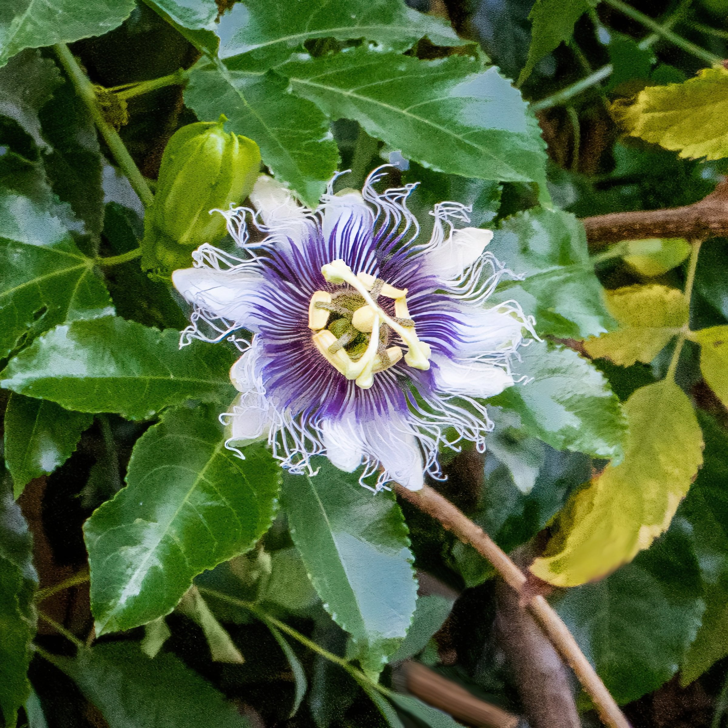 1 gal. Passiflora Poppin Passion Live Annual Vine with White-Lavender Flowers