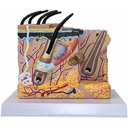 70X Enlarged Human Skin Anatomical Model, Anatomy Model of Skin and Hair Follicles for Science Classroom Study Teaching Model$$Other