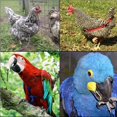 thumbnail image 3 of QualitChoice Parrot Harness Leash Anti-bite Traction Rope Strap Outdoor Training Ropes for Parrots Birds, 3 of 6