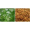 thumbnail image 3 of SHIQI-- Coriander Cilantro Medicinal Perennial Herb for Planting, 3 of 4