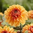 thumbnail image 3 of Van Zyverden Dahlias Flaming Love Blend, 7 Bulbs, Multi-color, Full Sun, Annual, Flowering, 3 of 9