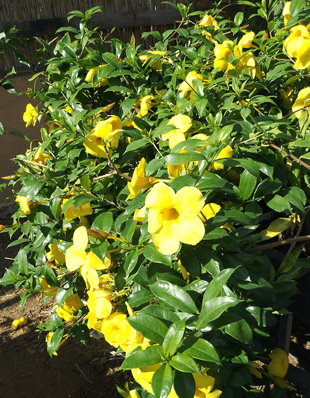 Set 2 Brown Bud Allamanda Plants Live for Planting, Yellow Trumpet Bell Flower Plants 4 to 7 Inc Tall Indoor Outdoor for Garden