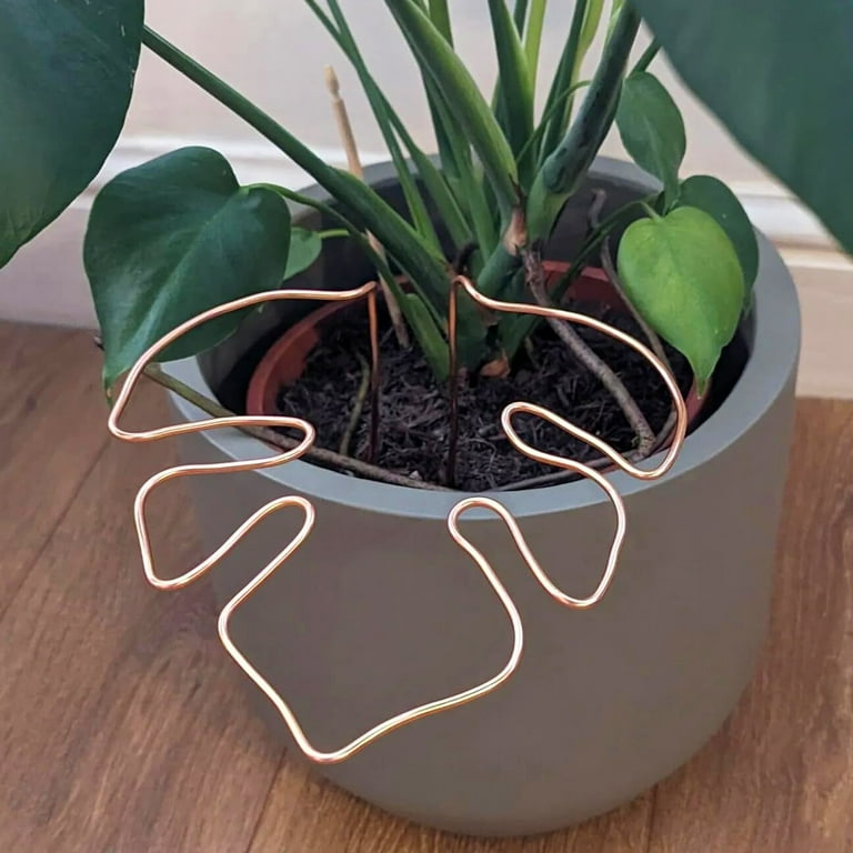 pictures of prayer plants Maranta leuconeura var. kerchoveana 