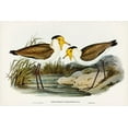 thumbnail image 2 of Gould, John 24x17 Gold Ornate Wood Framed with Double Matting Museum Art Print Titled - Masked Pewit-Lobivanellus personatus, 2 of 4