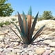 thumbnail image 2 of 2 piezas de escultura rústica de tequila, 21 pulgadas/55 cm, pequeña planta de agave de metal para bricolaje, decoración artística de jardín, estatua, decoración del hogar para estacas de pa, 2 of 5