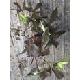 thumbnail image 2 of Purple Sweet Potato Vine, in 2.25 inch pot- Decorative Vine only, not vegetable producing, 2 of 3