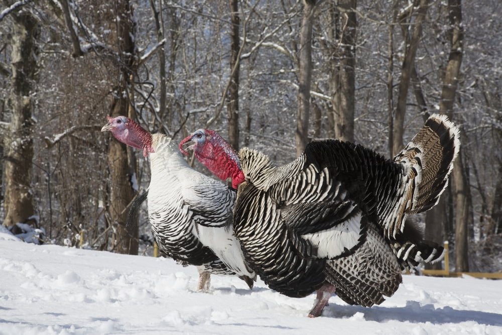 Male Narragansett Turkey (dark) and male Royal Palm Turkey (light) gobbling and displaying free ranging in snow both rare legacy breeds Madison Connecticut United States of America Canvas Art - Lynn S