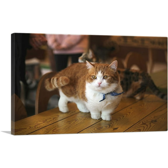 ARTCANVAS Munchkin Cat Home decor Canvas Art Print - Size: 26" x 18" (0.75" Deep)