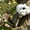 #158-white, variant on Cheapark Dinosaur Squirrel Feeder Dino Shape Bird Feeder for Outdoor Garden Yard Tree Hanging Novelty Wildlife Feeder Gift